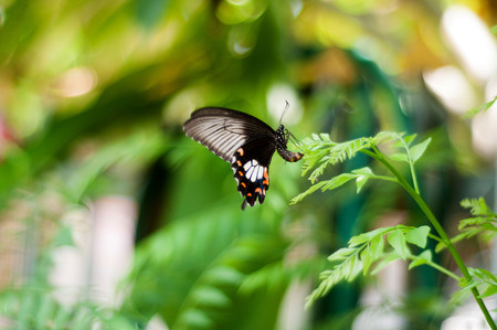 butterflyの写真素材