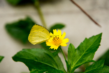 butterflyの写真素材