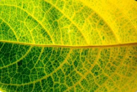 background  leaf