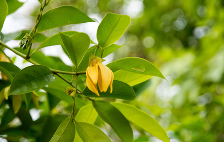 ylang -  ylangの写真素材
