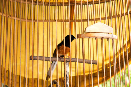 birdの写真素材