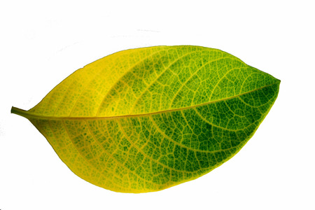 leafs  on  white  backgroundの写真素材