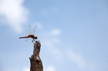dragonflyの写真素材