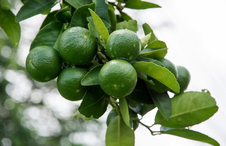 limes