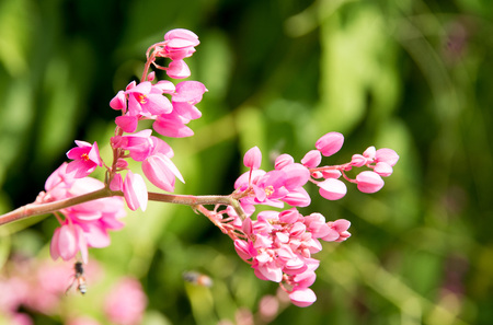Mexican Creeper  flowerの写真素材