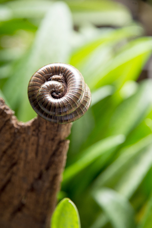 millipede