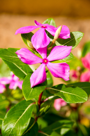 Catharanthus roseusの写真素材