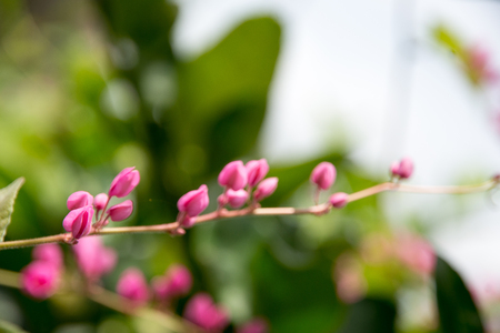 Mexican Creeperの写真素材