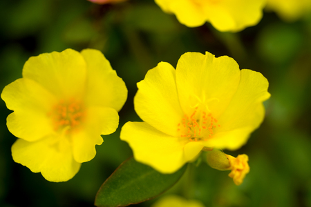 Little Hogweedの写真素材