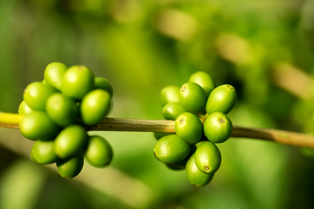 green  coffeeの写真素材