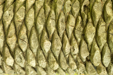 background  barkの写真素材