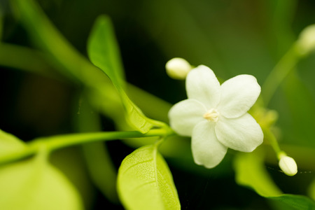 white  flowerの写真素材