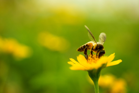 Bee pollen