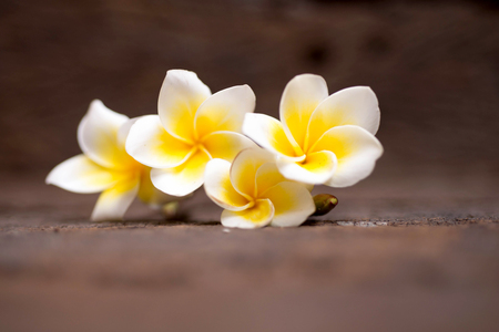 Beautiful Pluemeria flowers closeupの写真素材