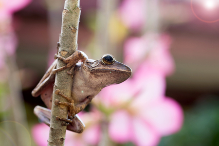 A brown tree frog on a branchの写真素材