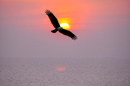 eagle  and sunset