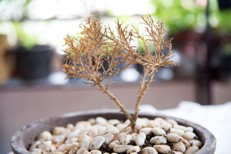 dry  treeの写真素材
