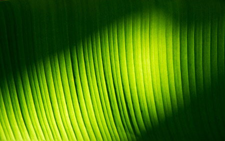 Texture Shown on Green  leaves