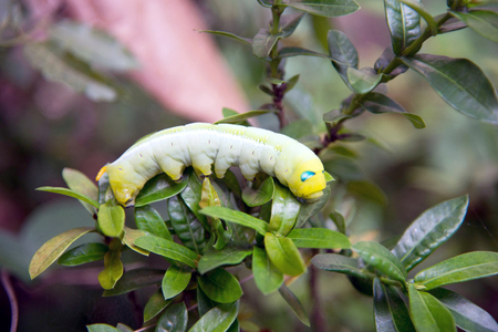 Caterpillar of oleander hawk mothの写真素材