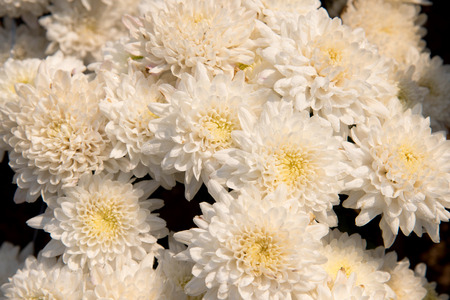 Beautiful dandelion background, yellow flowers is blooming in the garden.の写真素材