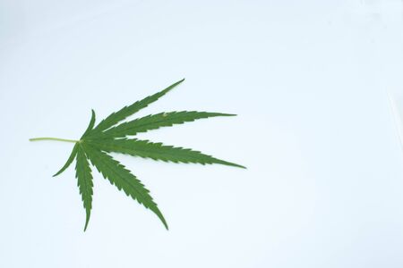 Marijuana leafs and stethoscope on white backgroundの写真素材