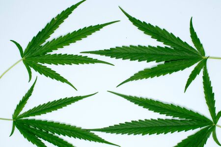 Marijuana leafs and stethoscope on white backgroundの写真素材