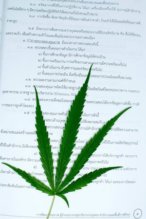 Marijuana leafs and stethoscope on white backgroundの写真素材