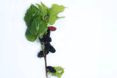 Mulberry and leaves on a wooden background,Red and black berry fruit.little grap or Mon berryの写真素材