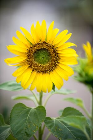 Close up of sunflower, Sunflower flower of summer in field, sunflower natrue backgroundの写真素材