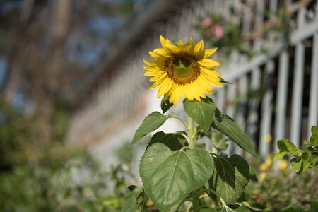 Field of Sunflowersの写真素材