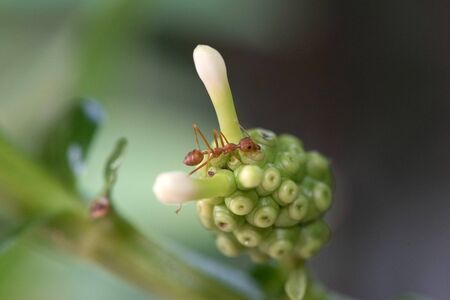 Red fire ant worker on tree. closeupの写真素材