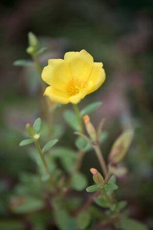 Flower in the garden called Common Purslane, Verdolaga, Pigweed, Little Hogweed, Portulaca, sun plant or Pusley. Portulaca oleracea is blooming in the gardenの写真素材