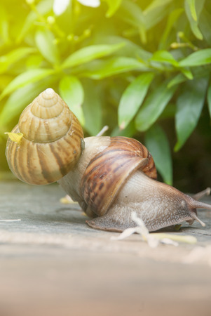 Two snails are walking slowly in the park.の写真素材