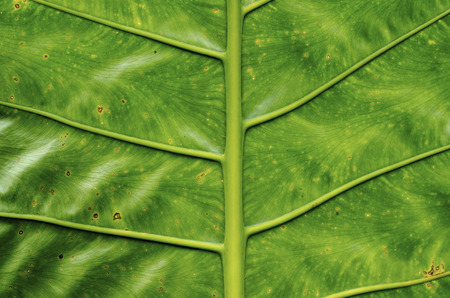 Green leaf pattern background