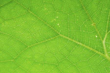 Green leaf pattern backgroundの写真素材
