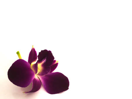 Purple orchidの写真素材