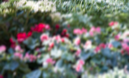 blurred flowersの写真素材