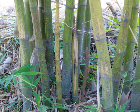 bambooの写真素材