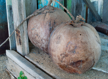 the coconutの写真素材