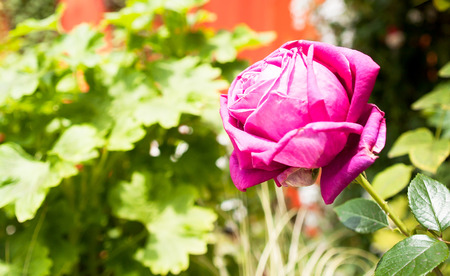 Red rosesの写真素材