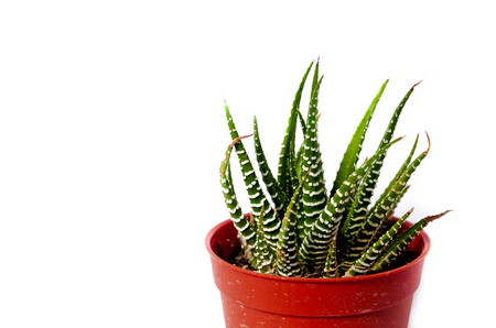 Cactus in pots on a white background.の写真素材
