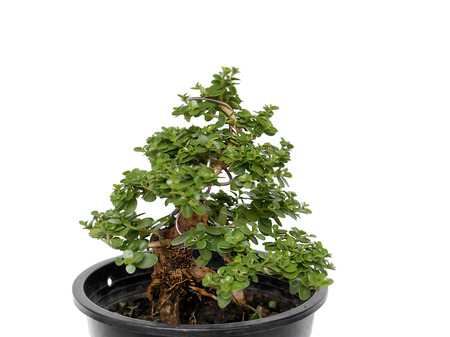 Dwarf trees, small trees look beautifulの写真素材