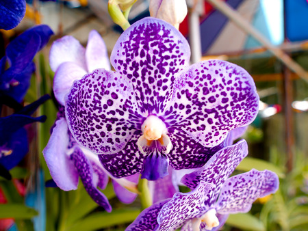 Orchid, morning in the backyard.の写真素材
