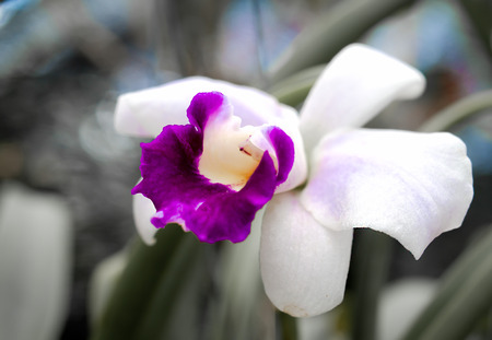 Orchids, ornamental in a beautiful house.の写真素材