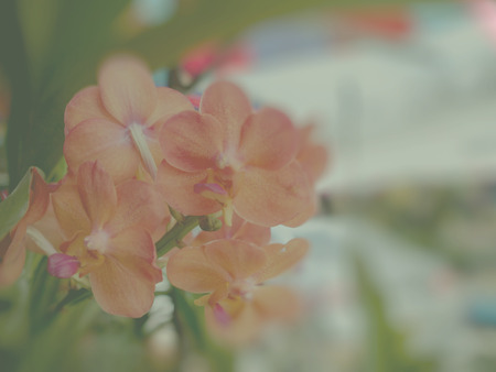 Flowers backgroundの写真素材