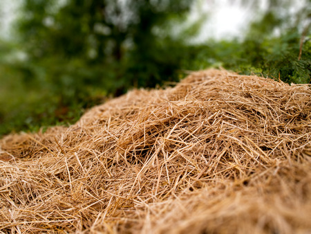 a pile of dry grass, lay on the floor.