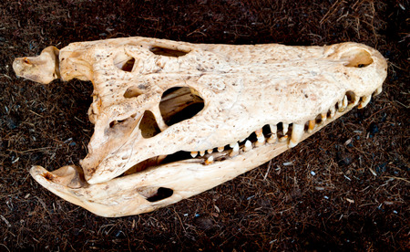 Crocodile skull, placed on the ground.の写真素材