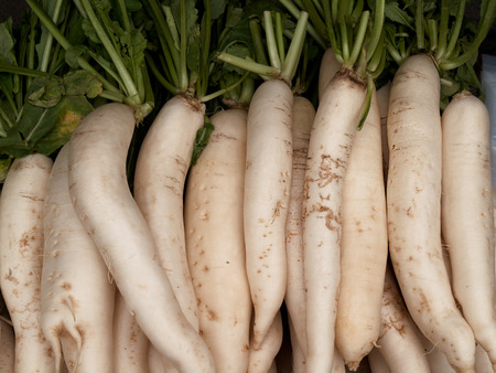 radish used in cooking various kinds.の写真素材