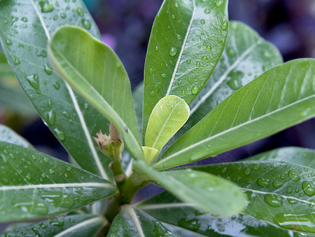 Green leaves, after rain one morning.の写真素材