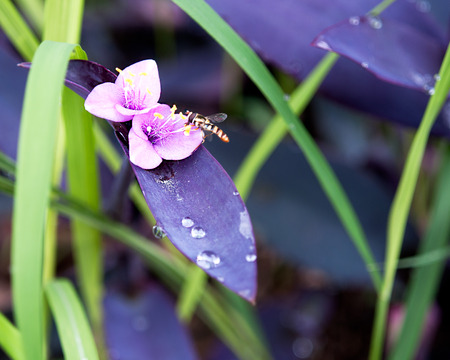 Pollination, insects, flowers and insects.